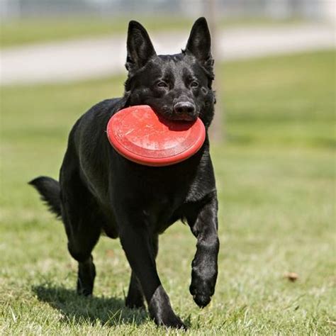 frisbee for large dogs